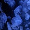 lonelyjelly
